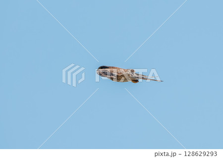 Common kestrel, Falco tinnunculus, hovered in the air in search of prey Common kestrel, Falco tinnunculus, hovered in the air in search of prey 128629293