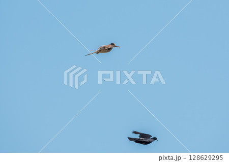 Common kestrel, Falco tinnunculus, hovered in the air in search of prey 128629295