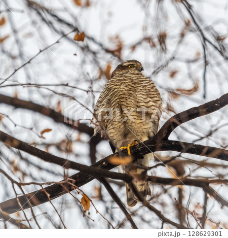A Eurasian sparrowhawk perched on a branch of a tree outdoors. A Eurasian sparrowhawk perched on a branch of a tree outdoors. 128629301