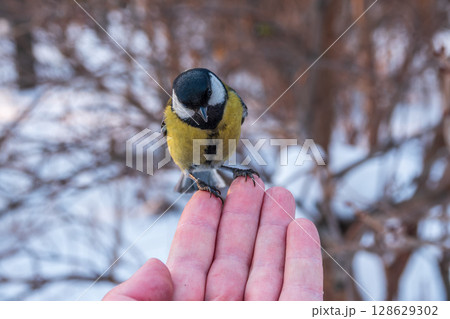 A tit sits on a man's hand and eats seeds. 128629302