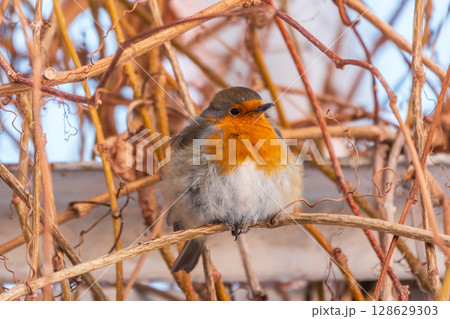 Cute bird the European Robin, Erithacus rubecula. sitting on the tree branch in winter. Cute bird the European Robin, Erithacus rubecula. sitting on the tree branch in winter. 128629303