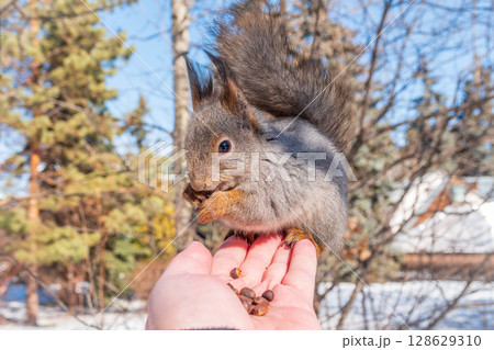 Squirrel eats nuts from a man's hand. Caring for animals in winter or autumn. 128629310