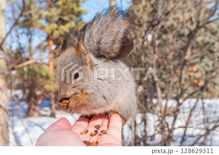Squirrel eats nuts from a man's hand. Caring for animals in winter or autumn. 128629311