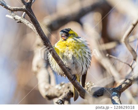 Eurasian siskin male, latin name spinus spinus, sitting on branch of tree. Cute little yellow songbird. 128629318