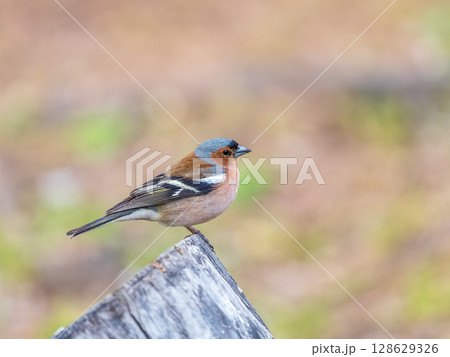 Common chaffinch, Fringilla coelebs, sits on a tree. Common chaffinch in wildlife. 128629326