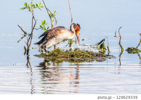 Great Crested Grebe, Podiceps cristatus, water bird sitting on the nest, nesting time on the green lake Great Crested Grebe, Podiceps cristatus, water bird sitting on the nest, nesting time on the green lake 128629339