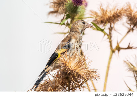 European goldfinch with juvenile plumage, feeding on the seeds of thistles. Carduelis carduelis. European goldfinch with juvenile plumage, feeding on the seeds of thistles. Carduelis carduelis. 128629344