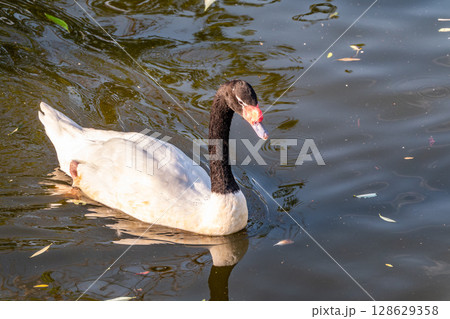 The black-necked swan, Cygnus melancoryphus, is a swan that is the largest waterfowl native to South America. The body plumage is white with a black neck and head and greyish bill The black-necked swan, Cygnus melancoryphus, is a swan that is the largest waterfowl native to South America. The body plumage is white with a black neck and head and greyish bill 128629358
