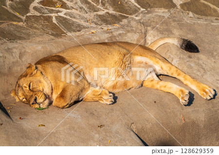 An asian female lion laying on the ground 128629359