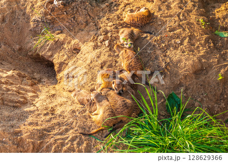A group of cute meerkats. Meerkat Family are sunbathing. 128629366