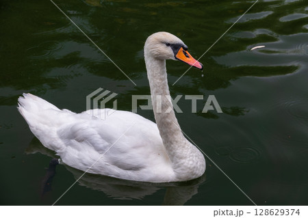 A graceful white swan swimming on a lake with dark water. The white swan is reflected in the water A graceful white swan swimming on a lake with dark water. The white swan is reflected in the water 128629374