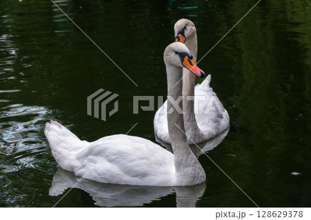 Two Graceful white Swans swimming in the lake, swans in the wild Two Graceful white Swans swimming in the lake, swans in the wild 128629378