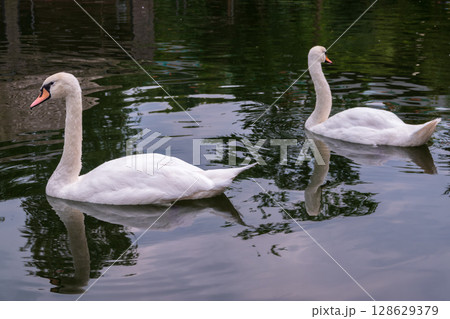 Two Graceful white Swans swimming in the lake, swans in the wild Two Graceful white Swans swimming in the lake, swans in the wild 128629379