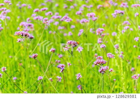 Verbena bonariensis flowers, Argentinian Vervain or Purpletop Vervain, Clustertop Vervain, Tall Verbena, Pretty Verbena, in garden Verbena bonariensis flowers, Argentinian Vervain or Purpletop Vervain, Clustertop Vervain, Tall Verbena, Pretty Verbena, in garden 128629381