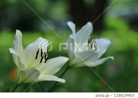 純潔を象徴する花 128629403