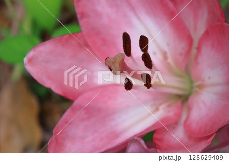 純潔を象徴する花 128629409