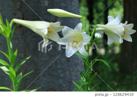 純潔を象徴する花 純潔を象徴する花 128629410