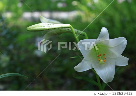 純潔を象徴する花 128629412