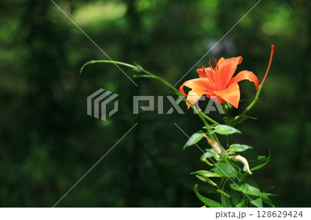 純潔を象徴する花 128629424