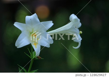純潔を象徴する花 128629427