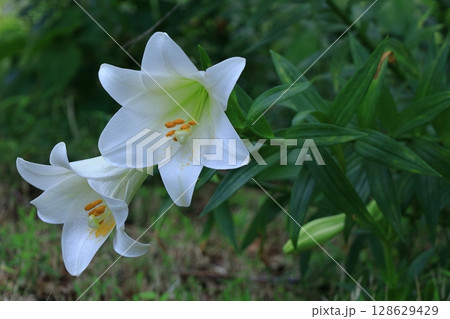 純潔を象徴する花 128629429