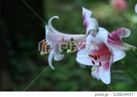 純潔を象徴する花 純潔を象徴する花 128629437