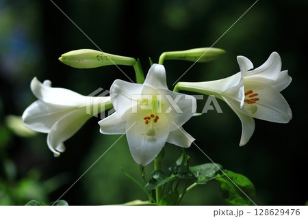 純潔を象徴する花 128629476