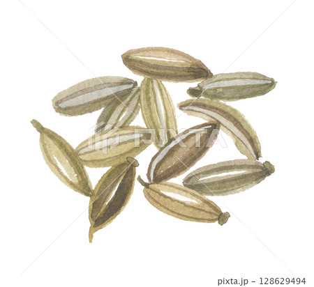 水彩で描いたフェンネルシード　 128629494