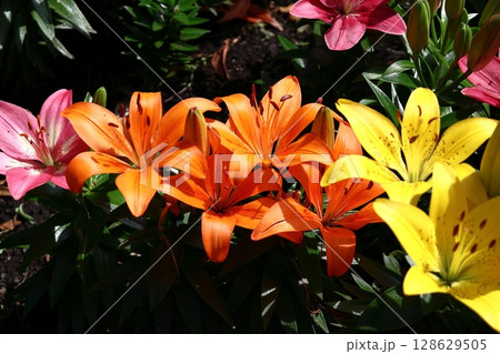 純潔を象徴する花 128629505