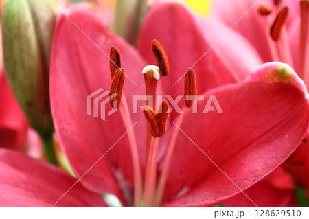 純潔を象徴する花 純潔を象徴する花 128629510