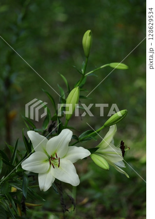 純潔を象徴する花 純潔を象徴する花 128629534