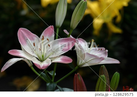 純潔を象徴する花 128629575