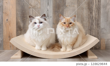 Two fluffy domestic cats, one cream-colored and the other orange and white, are sitting together on a curved wooden pet bed against a wood panel wall. 128629644
