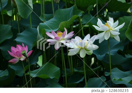 神聖な花 128630235