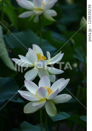 神聖な花 128630236