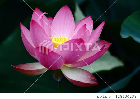 神聖な花 128630238