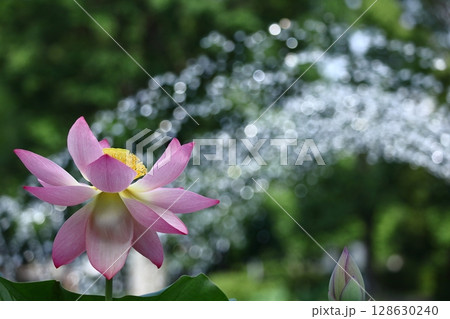 神聖な花 128630240