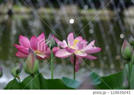 神聖な花 128630241