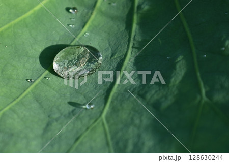 神聖な花 128630244