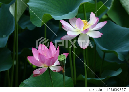 神聖な花 神聖な花 128630257