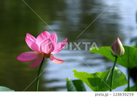 神聖な花 128630259