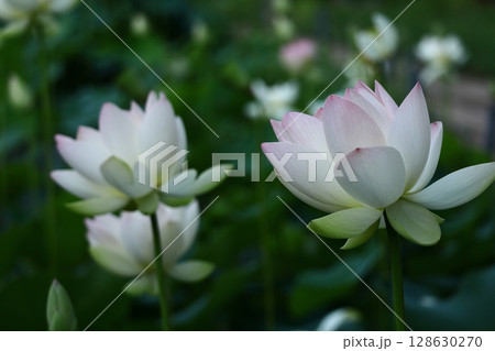 神聖な花 128630270