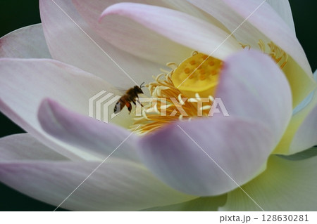 神聖な花 128630281