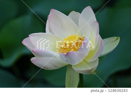 神聖な花 128630283