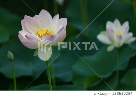 神聖な花 128630284