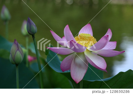 神聖な花 128630286