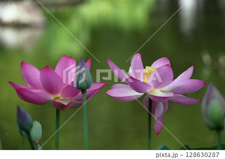 神聖な花 神聖な花 128630287
