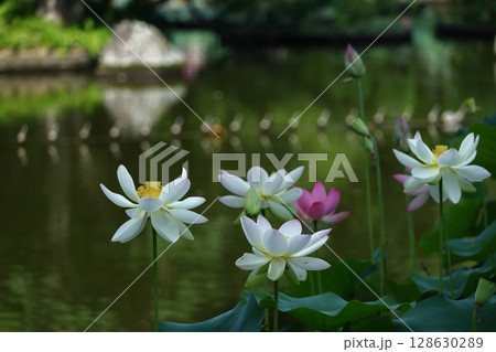 神聖な花 128630289