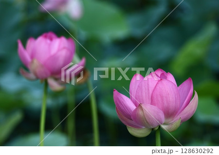 神聖な花 神聖な花 128630292