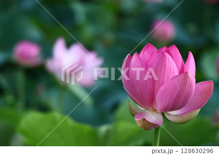 神聖な花 神聖な花 128630296